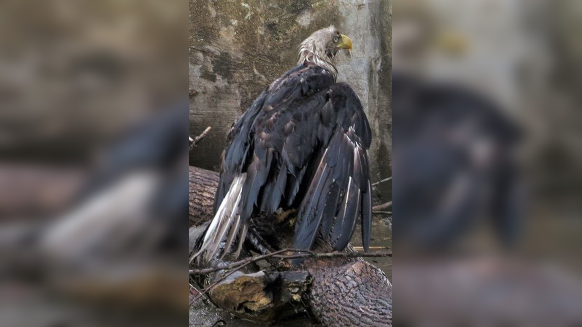 Bald eagle recovering after being attacked by geese